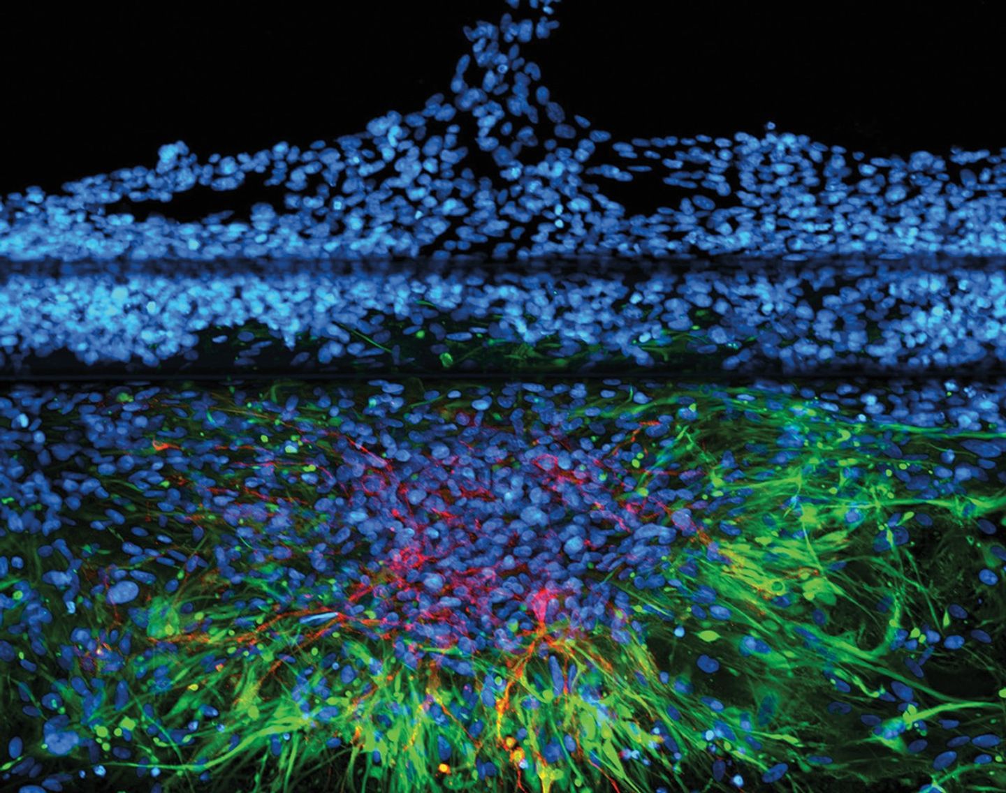 Studying Biological Impacts of Space Radiation